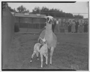 Black and white photo of an adult llama with baby llama in a zoo. People looking at llamas through chainlink fence.